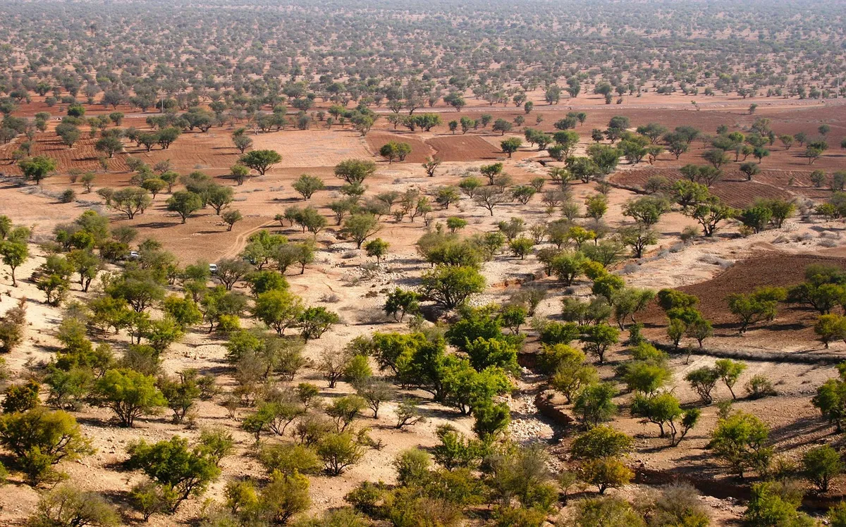 Une plaine d'arganiers dispersés sur une terre rouge, à perte de vue