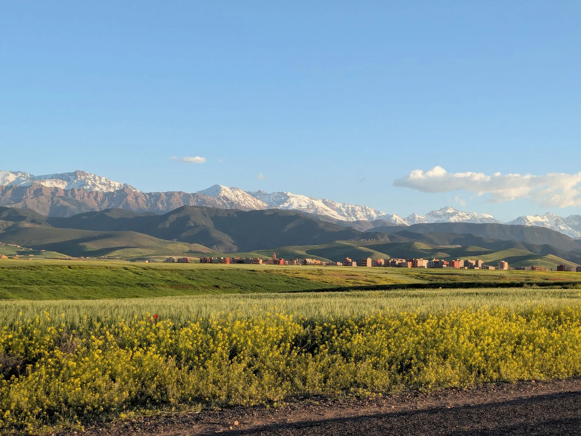 Green fields and a band of yellow wild flowers on a plain, with the High Atlas under snow on the horizon
