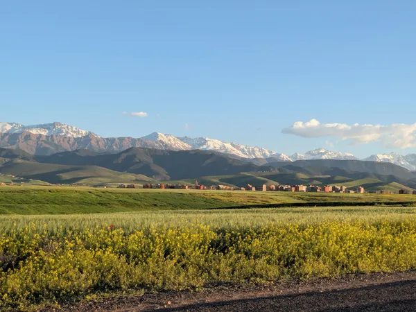 Des champs verts et une bande de fleurs sauvages jaunes dans une plaine, avec le Haut Atlas enneigé à l'horizon