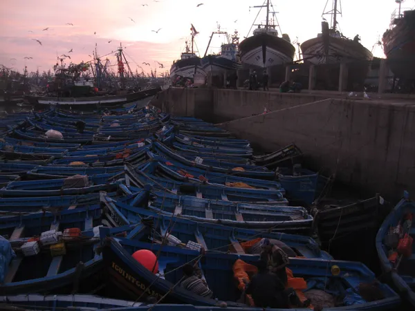 The port of Essaouira at dusk, with its blue boats and trawlers under the seagulls