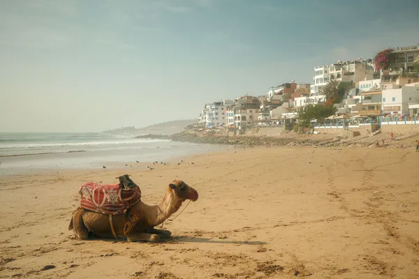 Un dromadaire sellé couché sur une large plage de l'Atlantique, face à un village aux maisons blanches construit le long du rivage