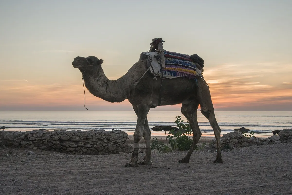 Un dromadaire sellé debout sur une plage de sable près de murets de pierre, avec l'océan et un ciel orangé de coucher de soleil derrière lui